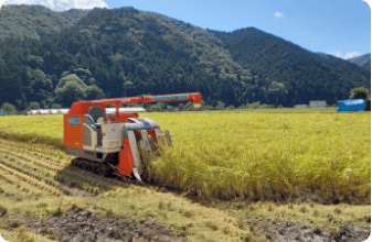 実るほど頭を垂れる稲穂かな。収穫です。
